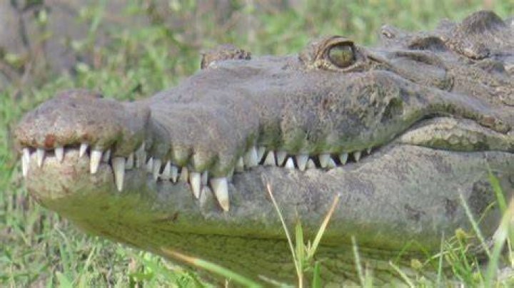 Rare American crocodile makes itself known on Florida golf course