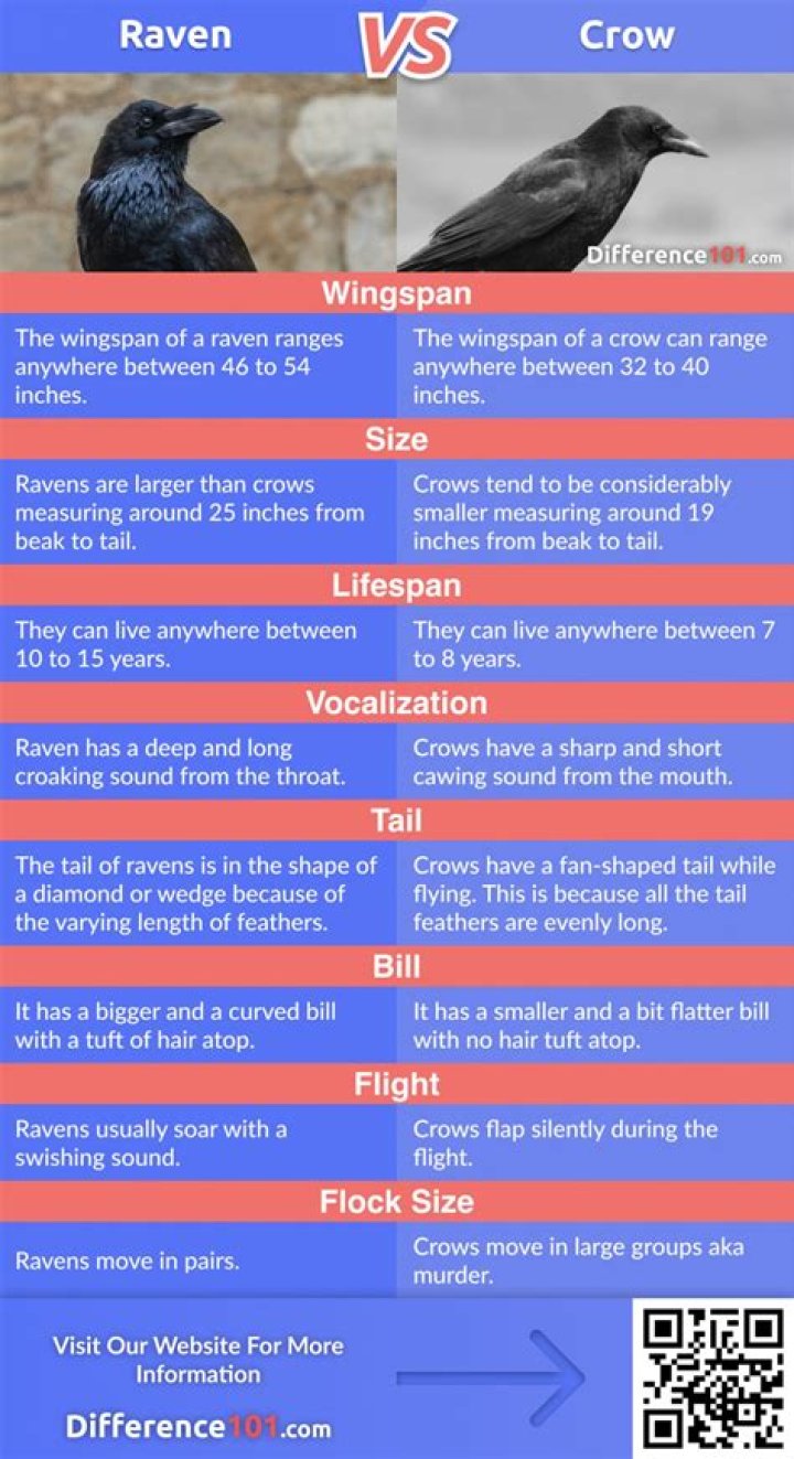 Raven vs. Crow Key Differences, Pros & Cons, FAQ Difference 101