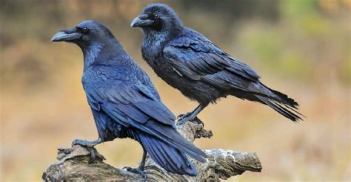 Raven vs Crow Size How to Tell Them Apart AZ Animals