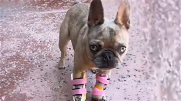 Rescue Frenchie With Splayed Paws Therapy Dog for Kids Cuddle