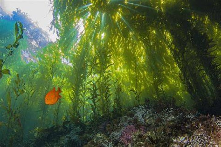 ripples of gratitude Underwater forests