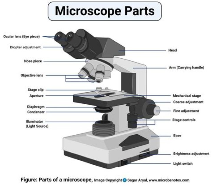 SCB 115 Lab 2 Microscope and pH, Acids, Bases, and Buffers Natural