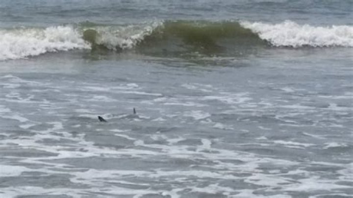 Shark attack Hilton Head South Carolina YouTube