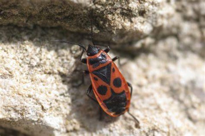 some red and black bugs in a white bowl