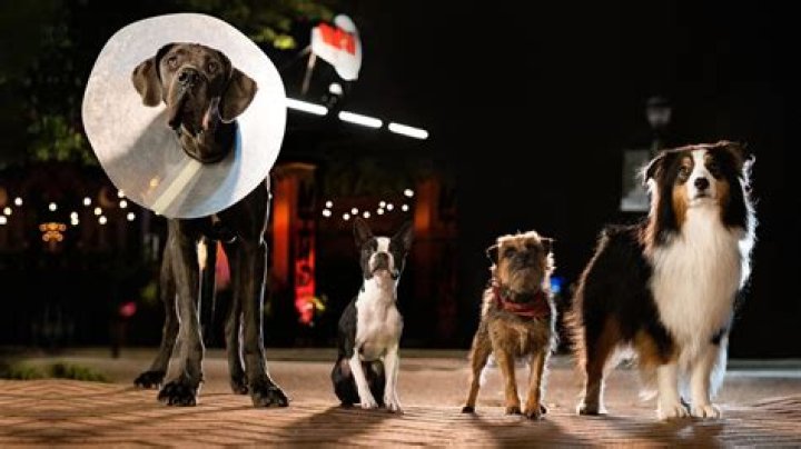 Strays (2023) FilmAffinity