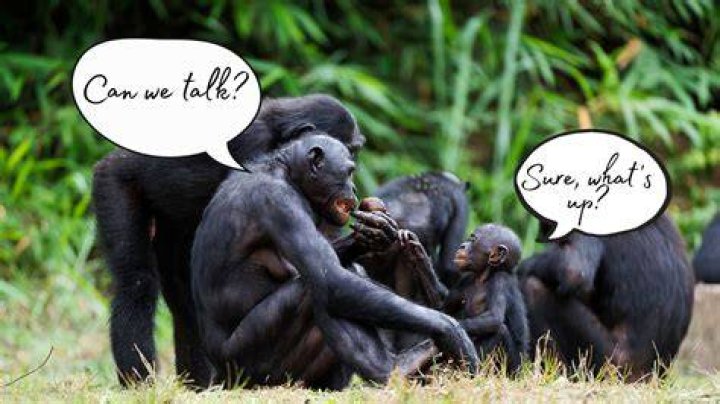 Study Bonobos talk like our babies do CNN