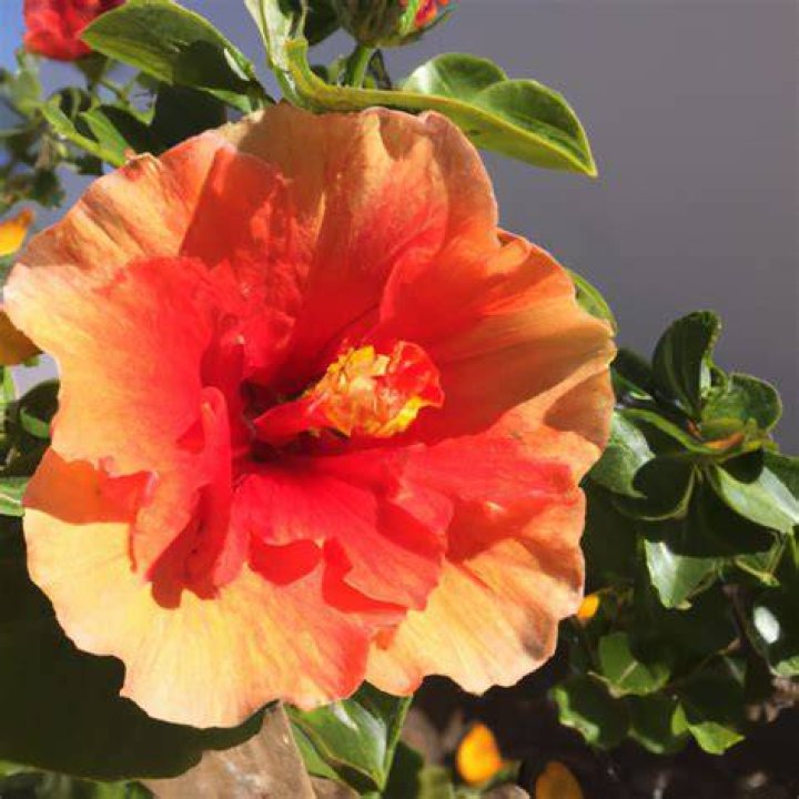 Sucio Extra flor malu estatura y peso adecuado Prehist&oacute;rico servilleta