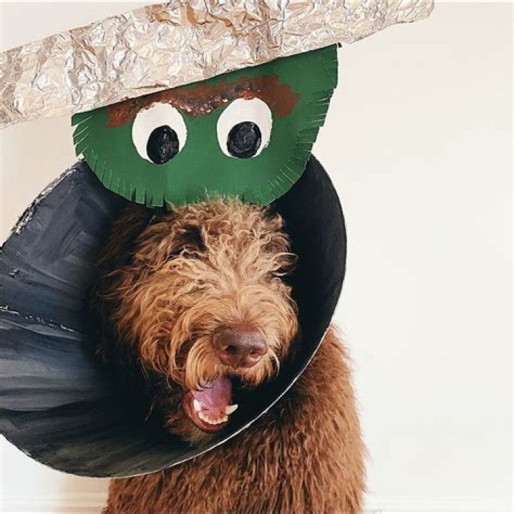 The Best Dog Cone Costume Ideas To Bring Smiles And Laughter