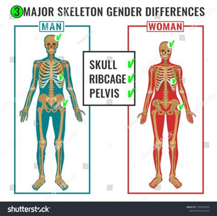 The difference between Male and Female Cats ! Jayapura lifebykazik