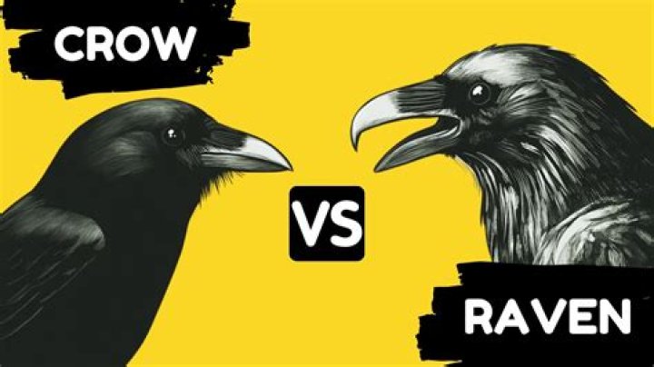 The Fascinating Differences Between Crows And Ravens