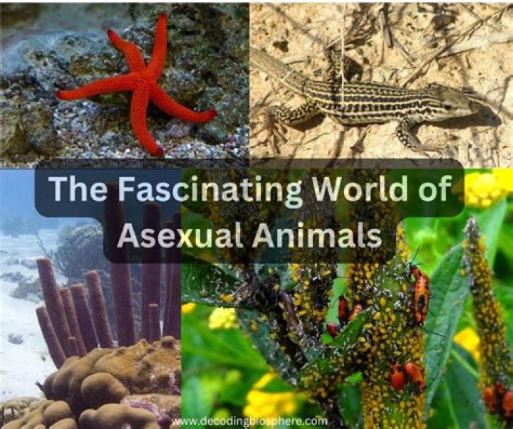 The Fascinating World Of Mellstory Meaning