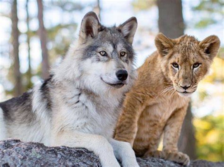 The Lion and The Wolf Chapter 37 havingfunwithfanfic Game of