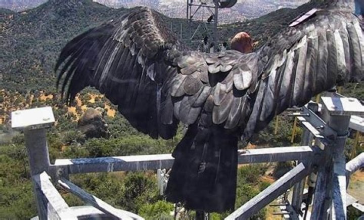 The Majestic Wonder: Discovering The Largest Flying Bird