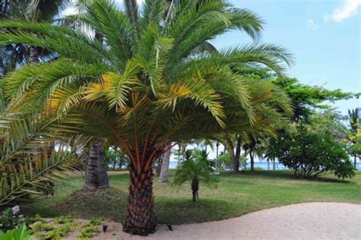 The Meaning Behind The Palm Tree: A Symbol Of Resilience And Peace