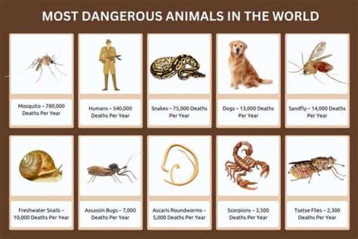 The Most Dangerous Animals In Africa Wildest