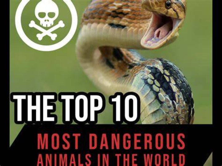 The Most Dangerous Animals Of Africa