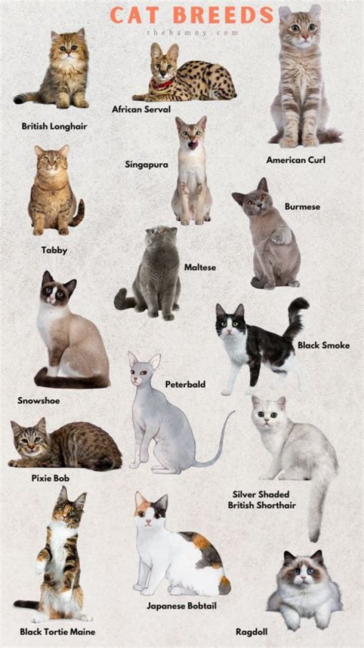 The Ultimate Guide To Nikki And Suraj Cats: Breed, Temperament, And Care