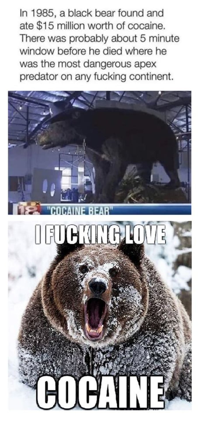TIL The Cocaine Bear Meme was Actually Based on a True Story r