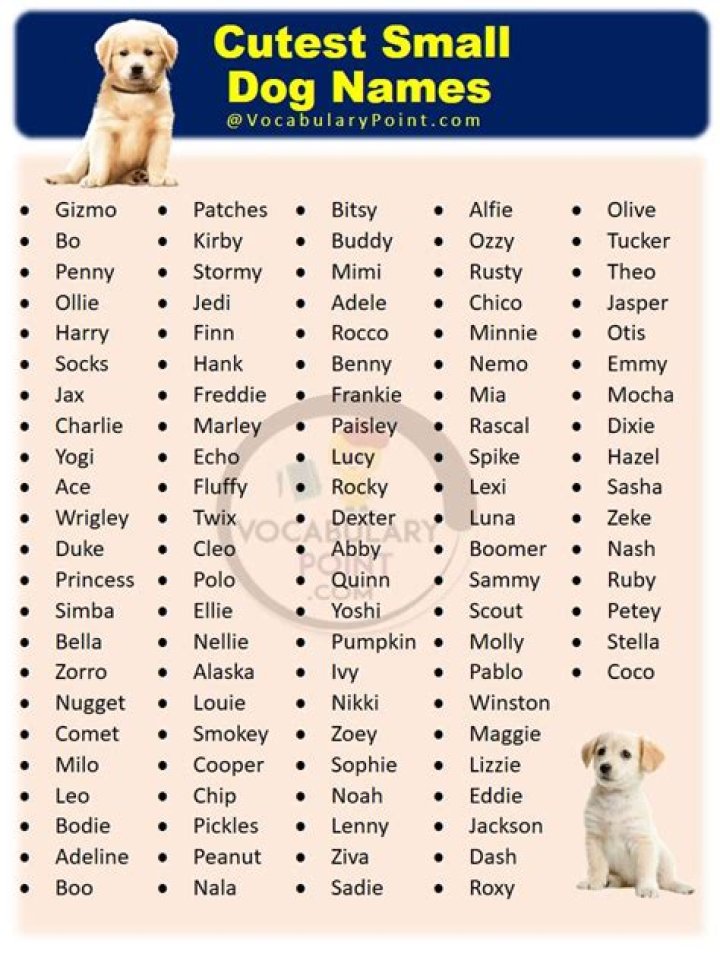 Top 200 Dog Names Cute Dog Names You'll Love BSB