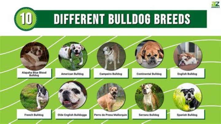 Types of Bulldogs Updated for 2023! Canine HQ