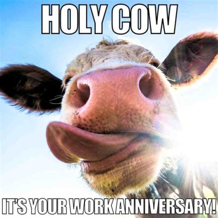 Udderly Hilarious: A Dive Into Funny Cow Memes