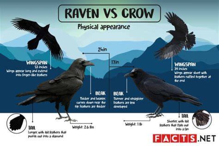 Understanding The Differences In Size: Raven Vs Crow Size