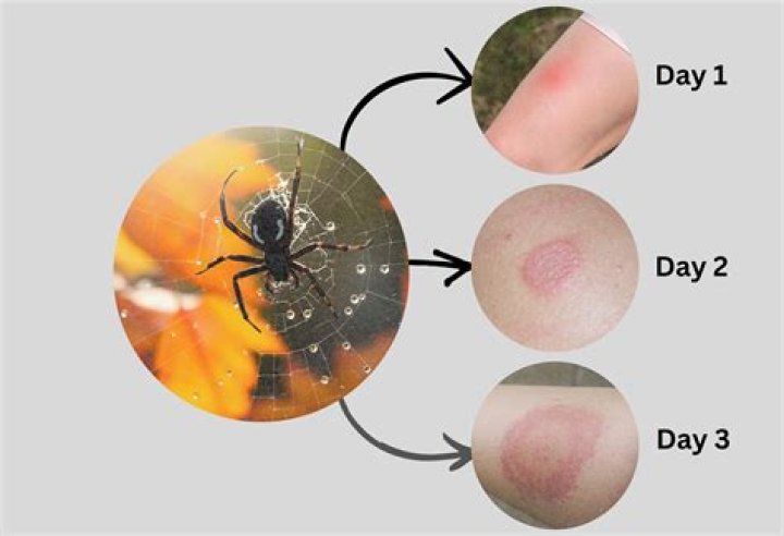 Understanding The Life Cycle Of A House Spider: What Happens When They Are Pregnant?