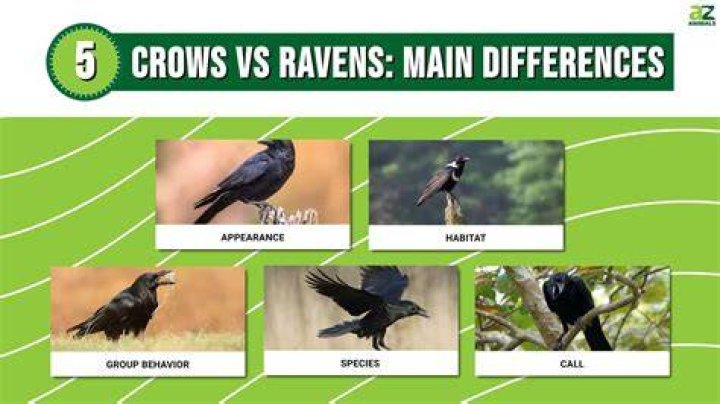 Understanding The Raven Or Crow Difference: A Deep Dive Into Their Unique Features