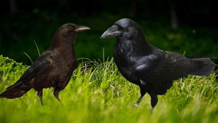 Understanding The Raven Vs Crow Difference: A Deep Dive