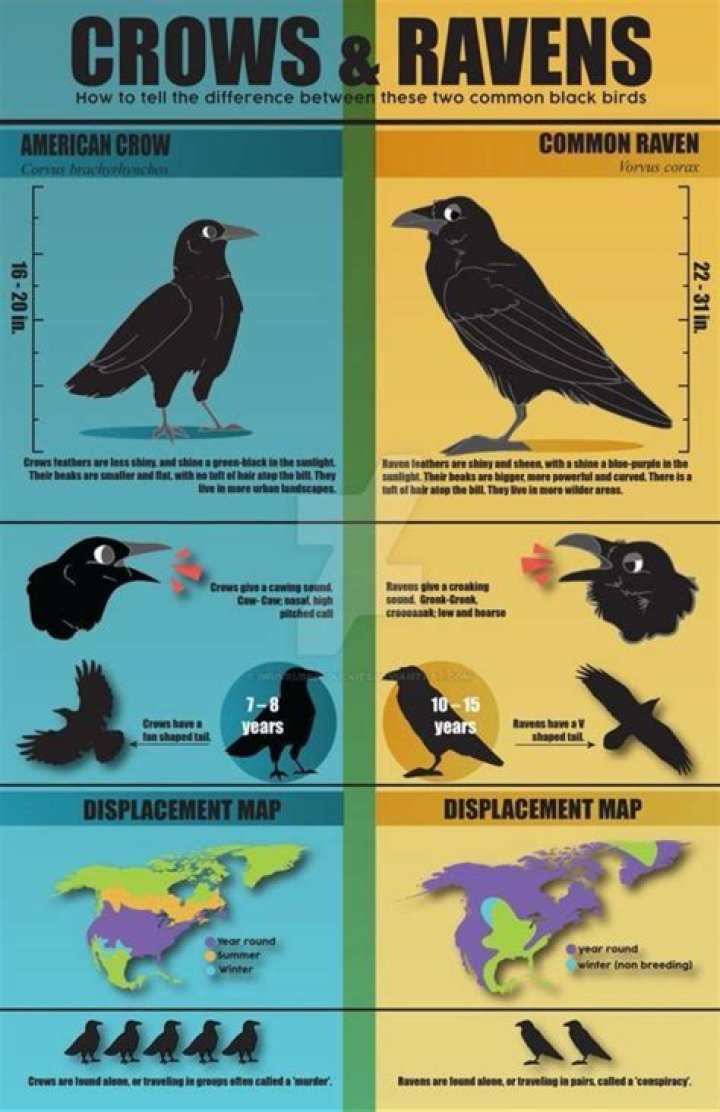 Understanding The Ravens And Crow Difference