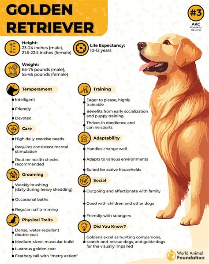 Unleashing The Antithesis: Exploring The Opposite Of Golden Retriever Energy