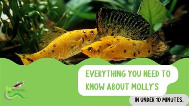 Unraveling The Life And Achievements Of Mollly Noblitt
