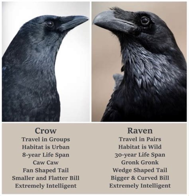 Unraveling The Mystique: Understanding The Raven And Crow Difference