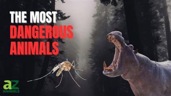 Unveiling The Most Deadly Animal In Africa: A Closer Look