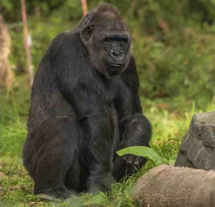 Unveiling The Mystery: The Real Name Of The Gorilla
