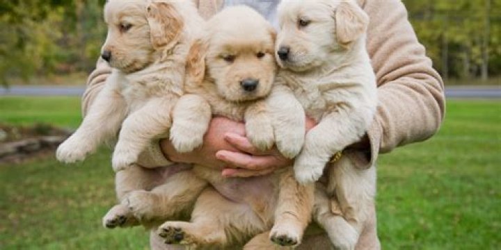 VIDEO See 500 Golden Retrievers Celebrate Their Breed's Anniversary
