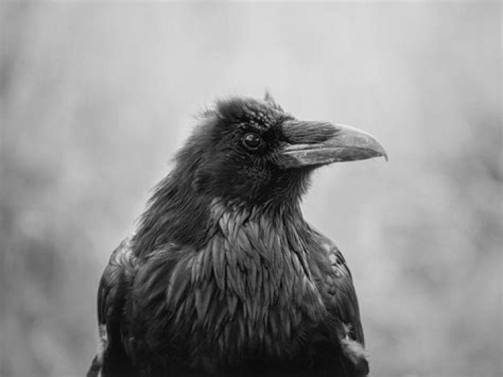 Wallpaper black, profile, raven, wildlife, beak, Jay, view, fauna