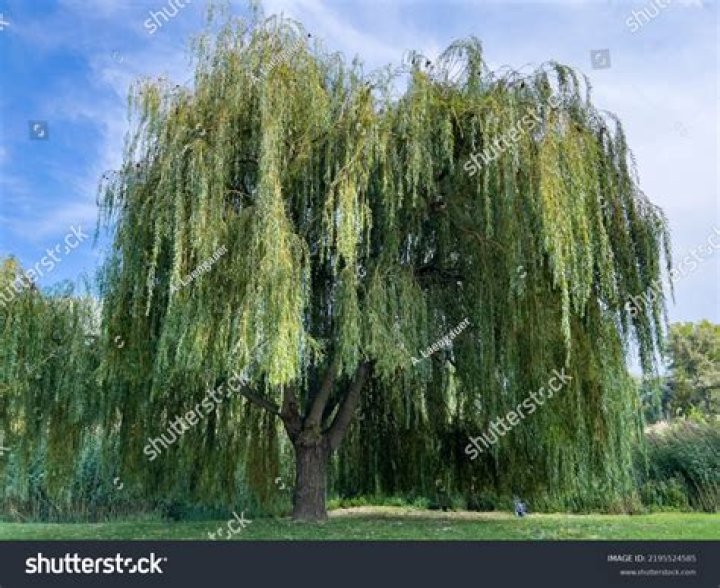 Weeping Willow Free Stock Photo Public Domain Pictures