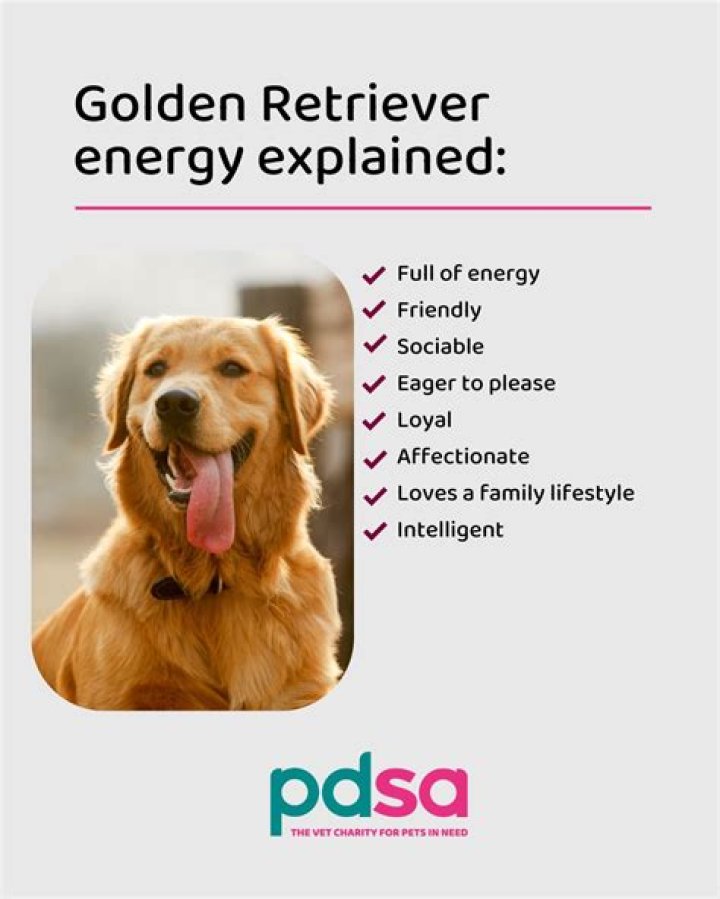 What Is Golden Retriever Energy? Golden Bailey Dogs