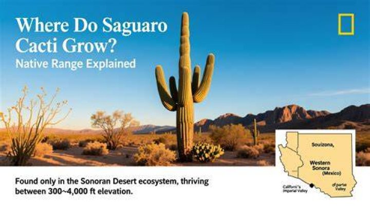 Where Do Saguaro Cacti Grow?