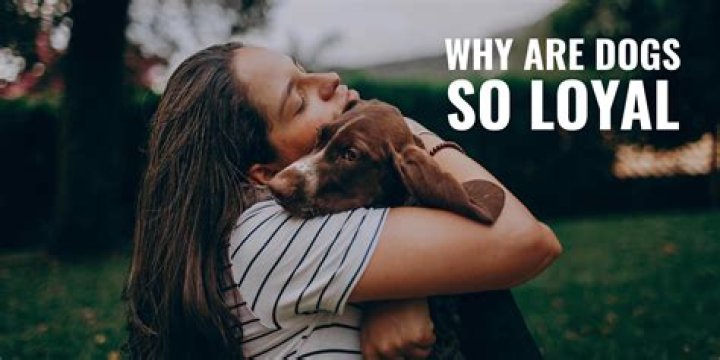 Why Are Dogs So Loyal Top 8 Reasons Backed By Science & FAQs