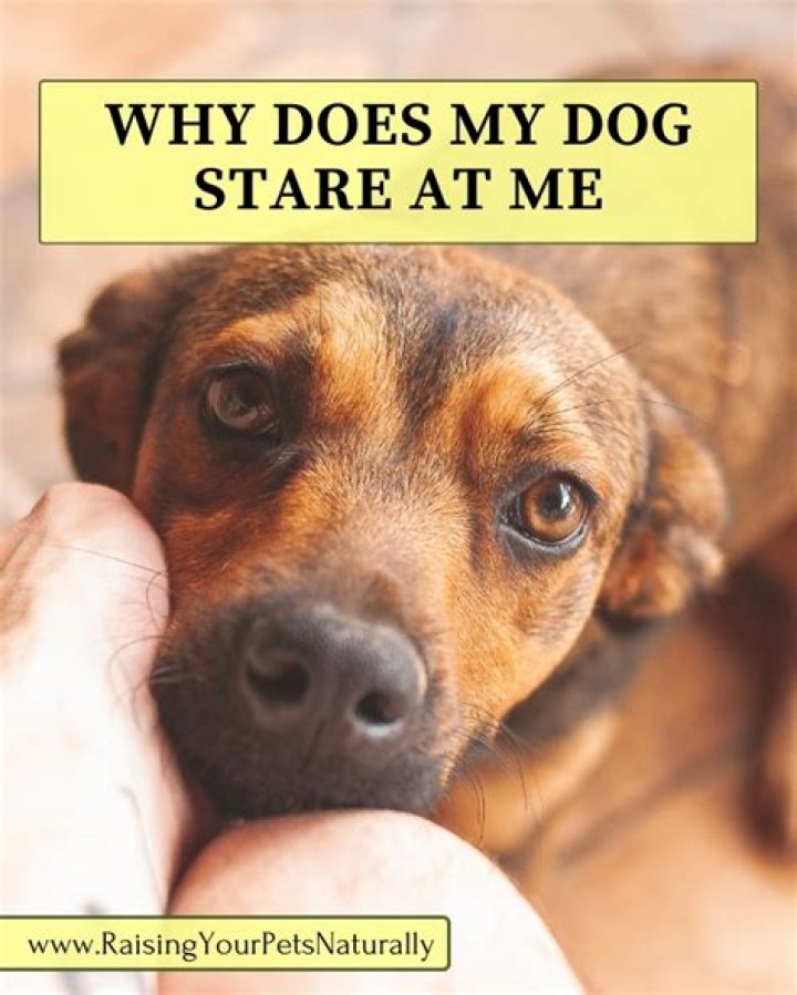 Why Does My Dog Stare at Me? (You'll be surprised) dogpackr