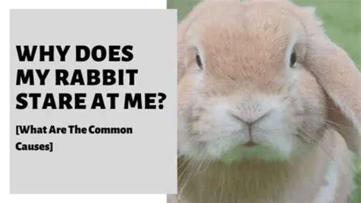Why does my rabbit stare at me?